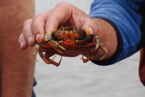 und eine Strandkrabbe